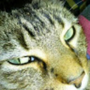 Meet your Posher, Patsy